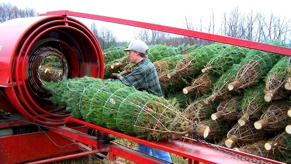Becks' shakes, bales, and drills your tree for free